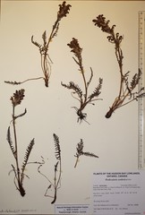 Pedicularis sudetica interior