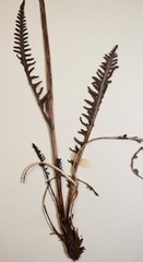 Pedicularis sudetica interior