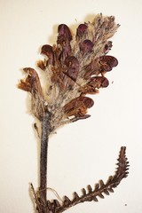 Pedicularis sudetica interior