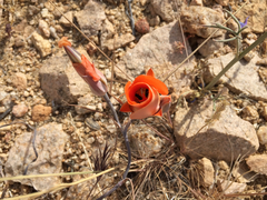Calochortus kennedyi