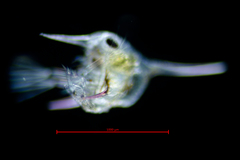 Fabia subquadrata