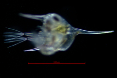 Fabia subquadrata