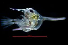 Fabia subquadrata