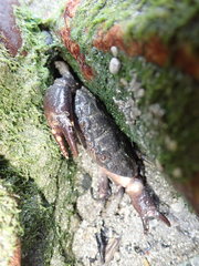 Ozius rugulosus