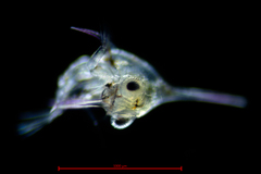 Fabia subquadrata