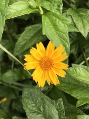 Sphagneticola trilobata