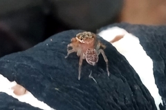 Soesilarishius cymbialis