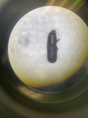 Stenoscelis andersoni