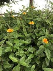 Sphagneticola trilobata