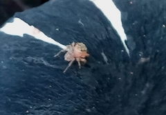 Soesilarishius cymbialis