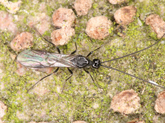Braconidae