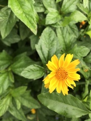 Sphagneticola trilobata