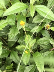 Sphagneticola trilobata