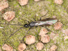 Braconidae