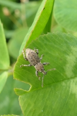 Chalepistes aequalis