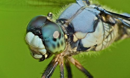 Great Blue Skimmer photo 4