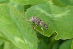 Chalepistes aequalis