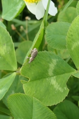 Chalepistes aequalis