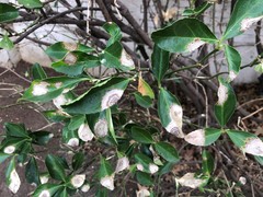 Erysiphe euonymicola