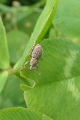 Chalepistes aequalis