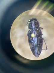 Chrysobothris viridiceps