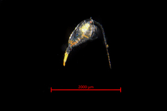 Centropages abdominalis