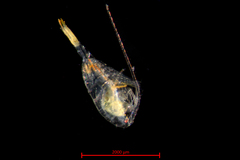 Centropages abdominalis