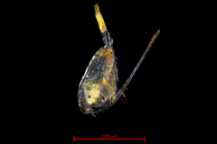 Centropages abdominalis