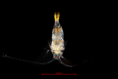 Centropages abdominalis