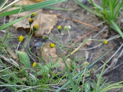 Picradeniopsis multiflora