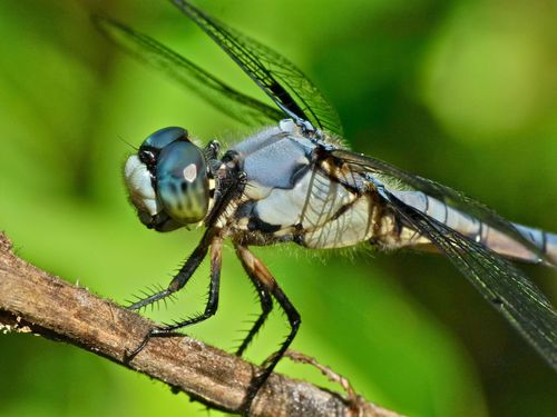 Great Blue Skimmer photo 5