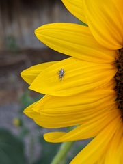 Cylindrocopturus