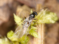 Cynipoidea