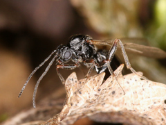 Cynipoidea