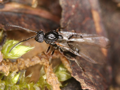Cynipoidea
