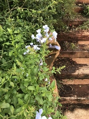 Plumbago auriculata