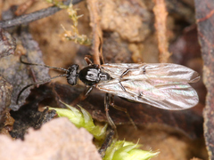 Cynipoidea