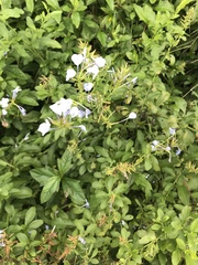 Plumbago auriculata