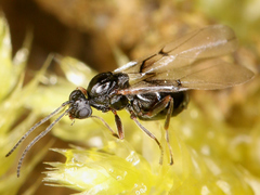 Cynipoidea