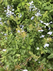 Plumbago auriculata