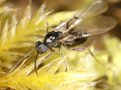 Cynipoidea