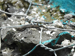 Sceloporus palaciosi