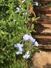 Plumbago auriculata