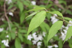 Deutzia gracilis