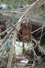 Mucuna sloanei
