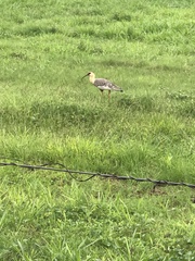 Theristicus caudatus