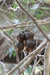 Mucuna sloanei