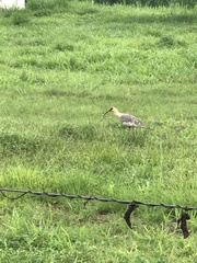 Theristicus caudatus