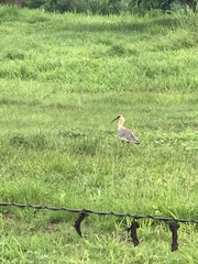 Theristicus caudatus