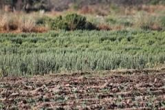 Pyrocephalus rubinus